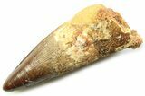Fossil Spinosaurus Tooth - Real Dinosaur Tooth #357721-1